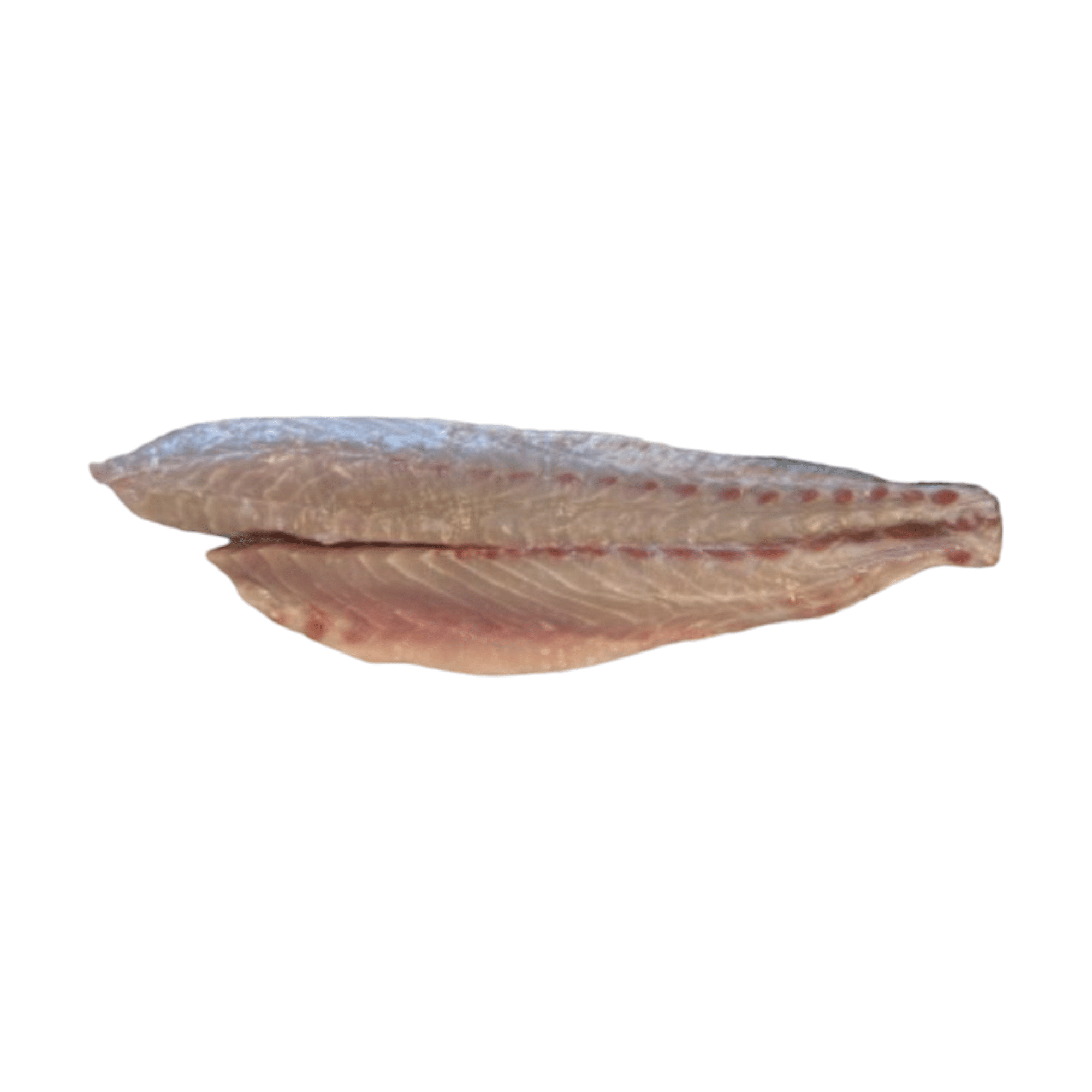 פילה דג מוסר ים טרי במשקל